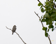 Western Wood Pewee 3514